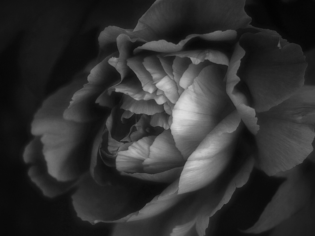 peony