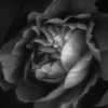 peony