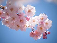 陽光に咲いて