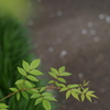rose leaf