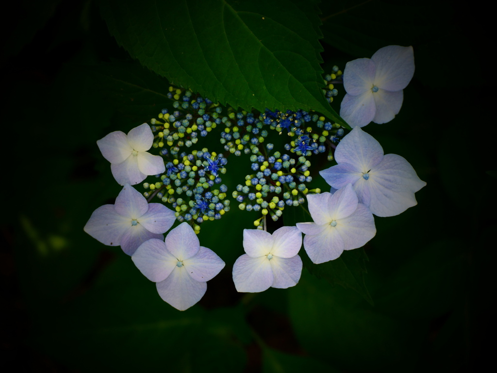 紫陽花語り３