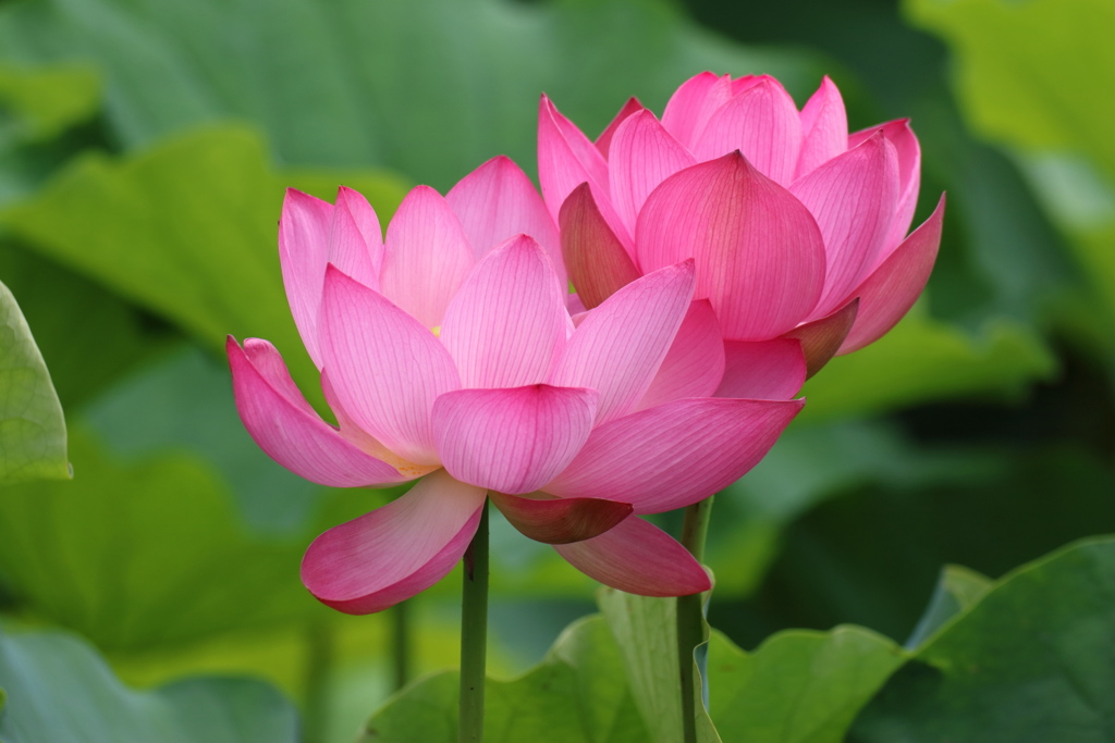 蓮の花2