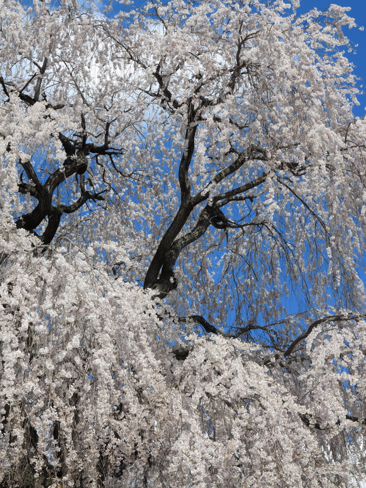 高山五大桜②「中塩のしだれ桜」01