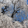 高山五大桜②「中塩のしだれ桜」01