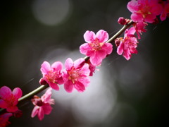 梅林公園05