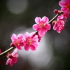 梅林公園05