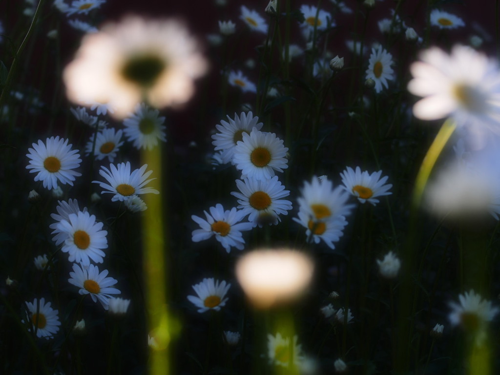 余韻の花01