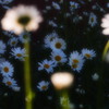 余韻の花01