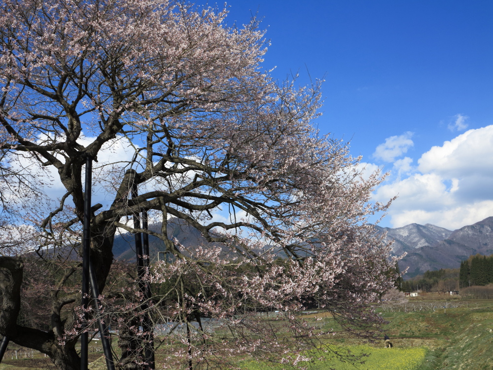 高山五大桜③黒部のエドヒガン桜」01