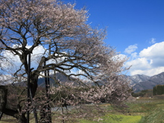 高山五大桜③黒部のエドヒガン桜」01