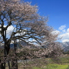 高山五大桜③黒部のエドヒガン桜」01