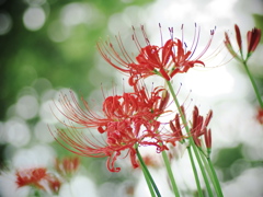  Red spider lily 9