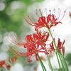  Red spider lily 9