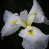 花菖蒲4