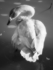 幼鳥の美２