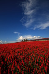 蒼紅の丘