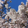 春の代名詞