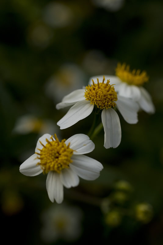 くっつき虫の花。