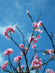 宮古島の桜。