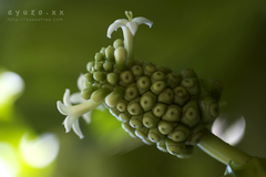 謎の植物、宮古島にて。