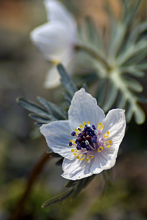 Spring Epemeral  3