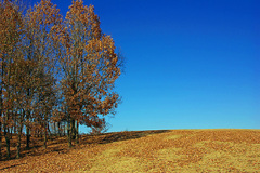 Blue　Sky