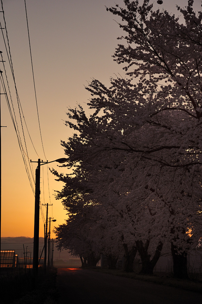 桜道