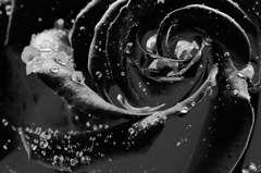 raindrop of rose