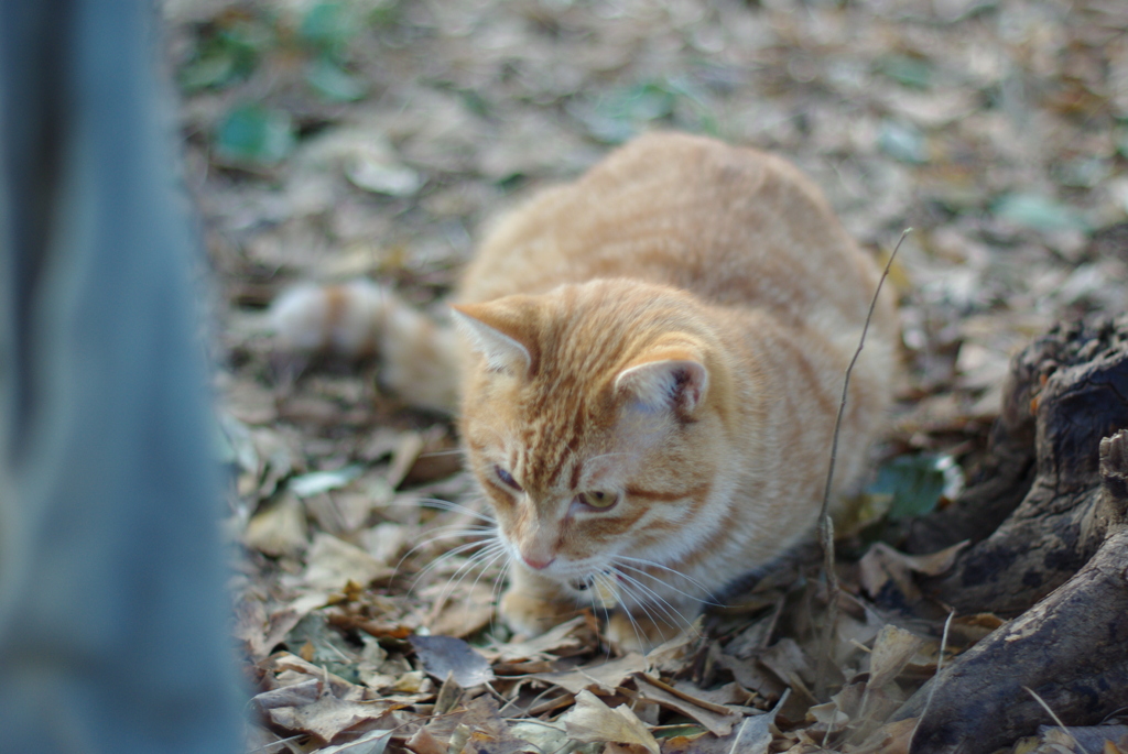 IMGP0929