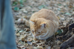 IMGP0929