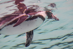 IMGP0819