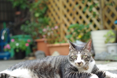 IMGP0972
