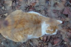 IMGP0933