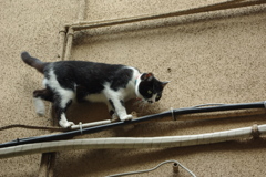 IMGP0936