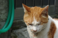 IMGP0969