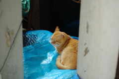 IMGP0956