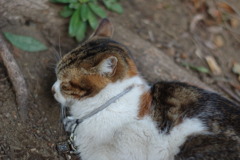 IMGP0925