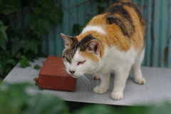 IMGP0953