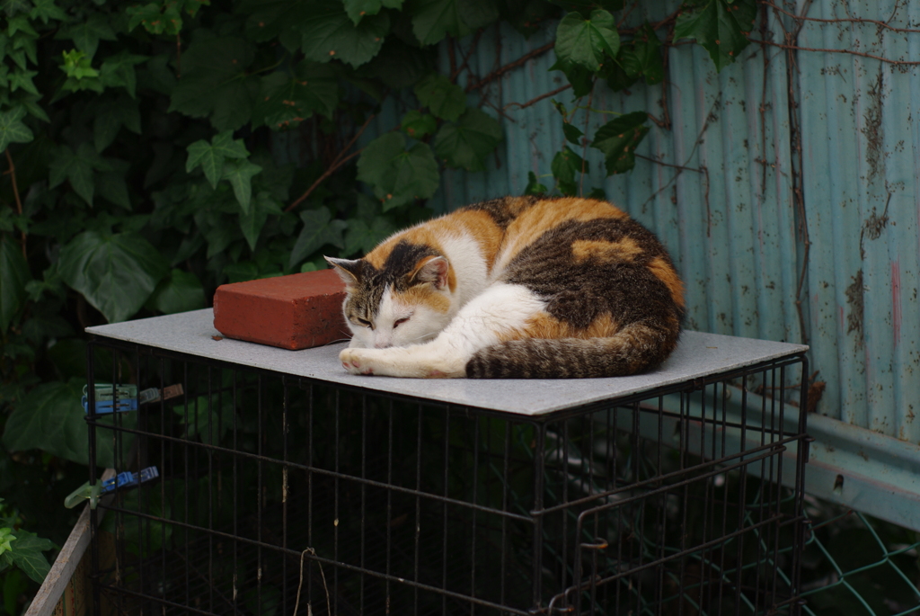 IMGP0954
