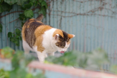 IMGP0950