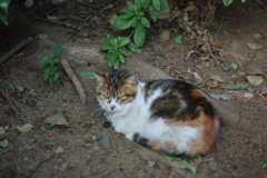 IMGP0924