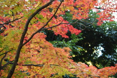 IMGP1096