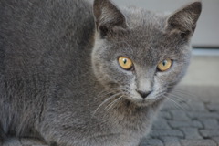 IMGP1061