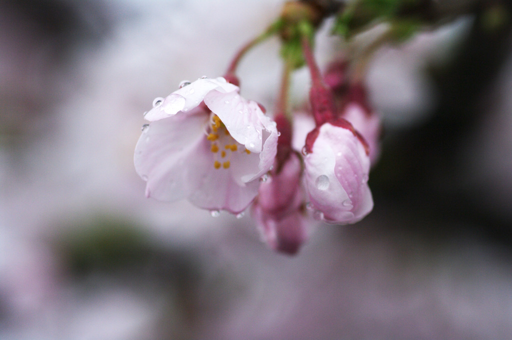 SAKURA 01