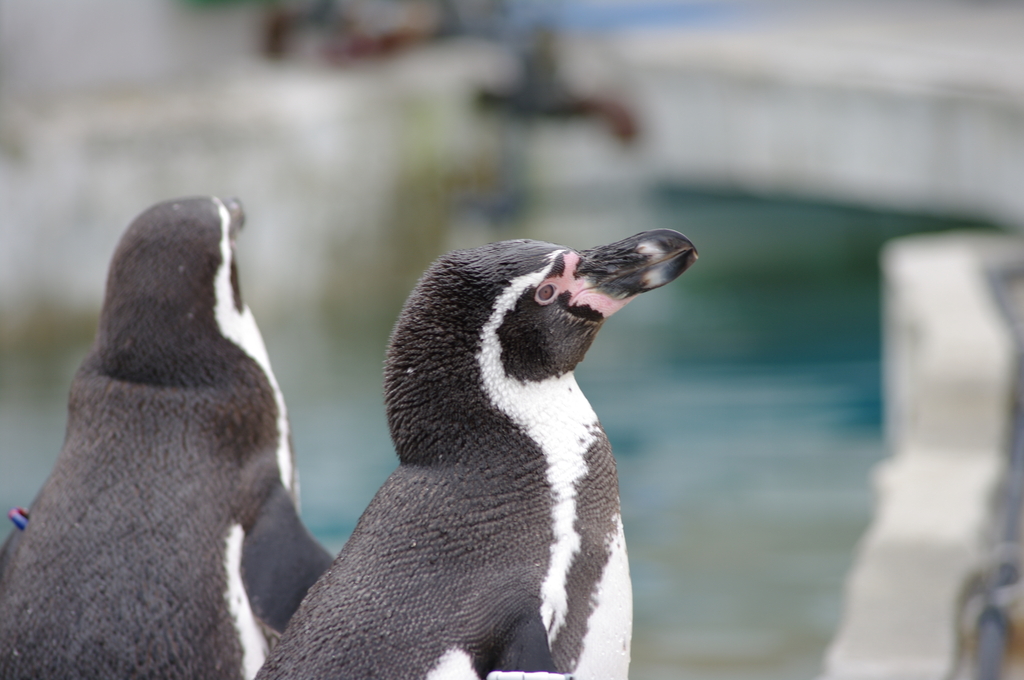 ペンギン