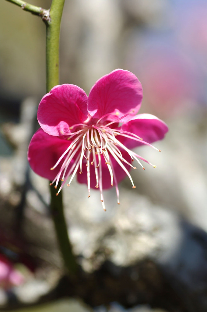 IMGP1768-1