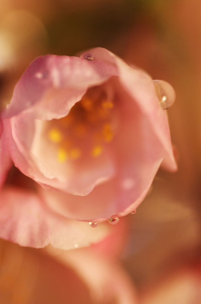 SAKURA 08
