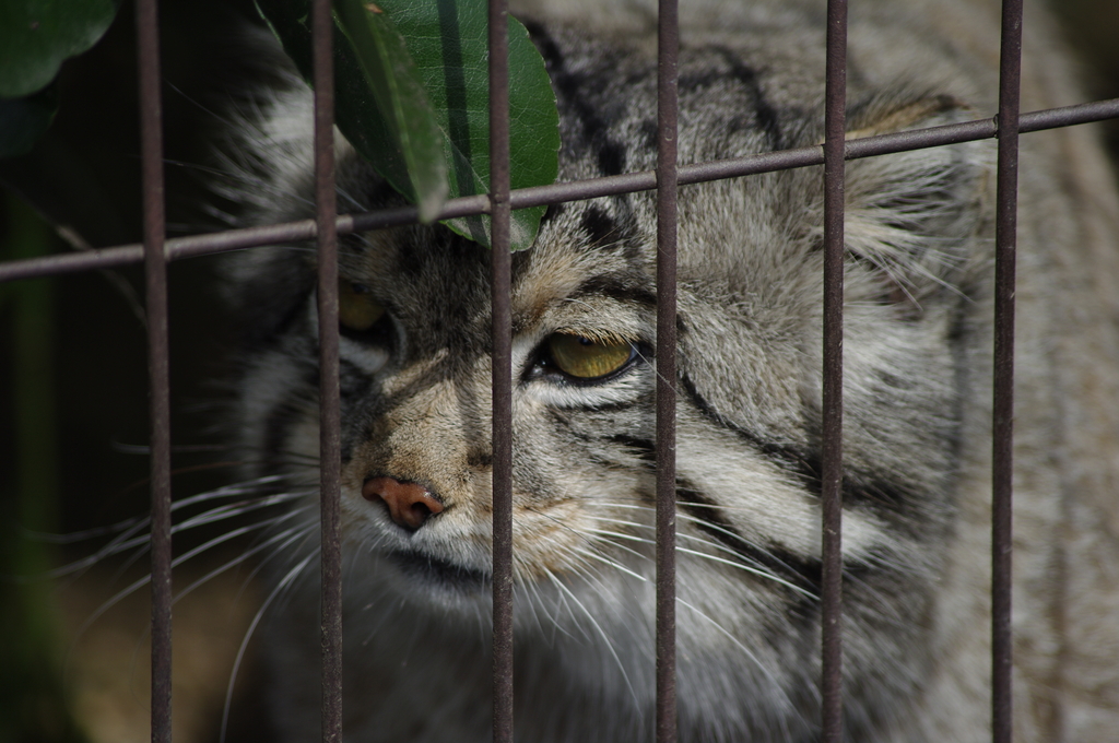 まぬるねこ