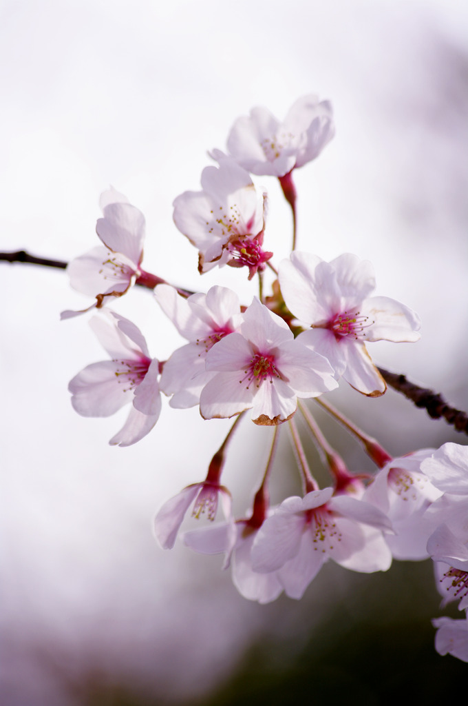 SAKURA 10