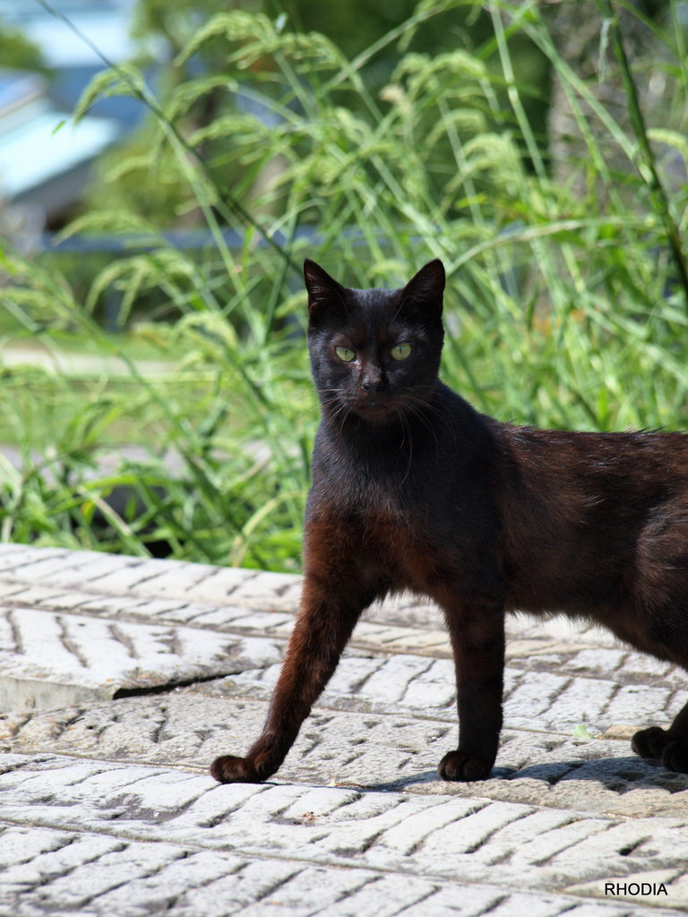 Glover's Cat.